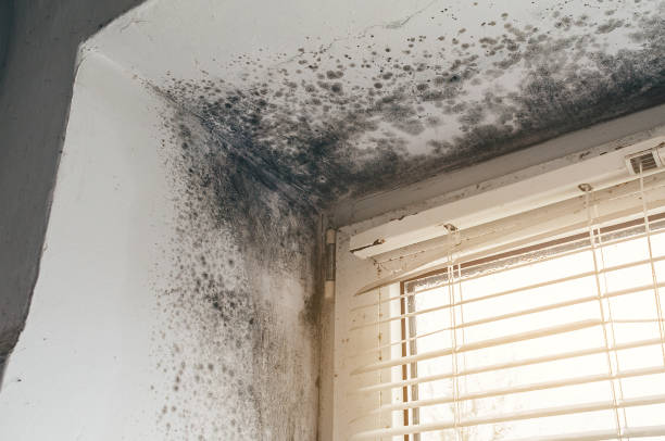Trusted Attic Mold Removal service in Quincy, WA - Cheap Mold Removal